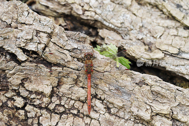 红箭蜻蜓(Sympetrum sanguineum)